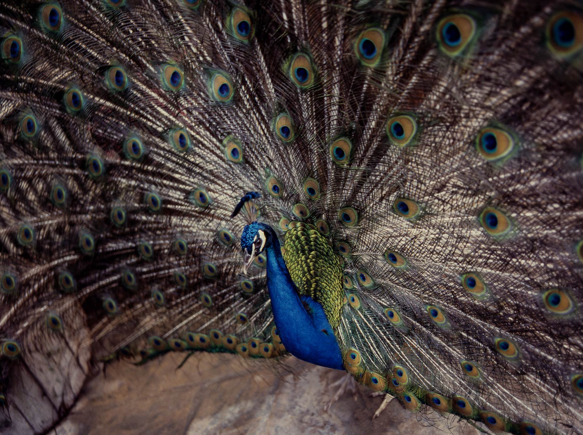 peacock_w
